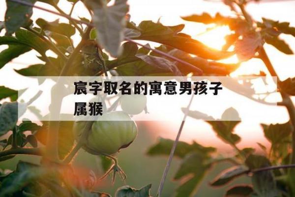 2月份出生的属猴男孩要怎样取名呢？姓名